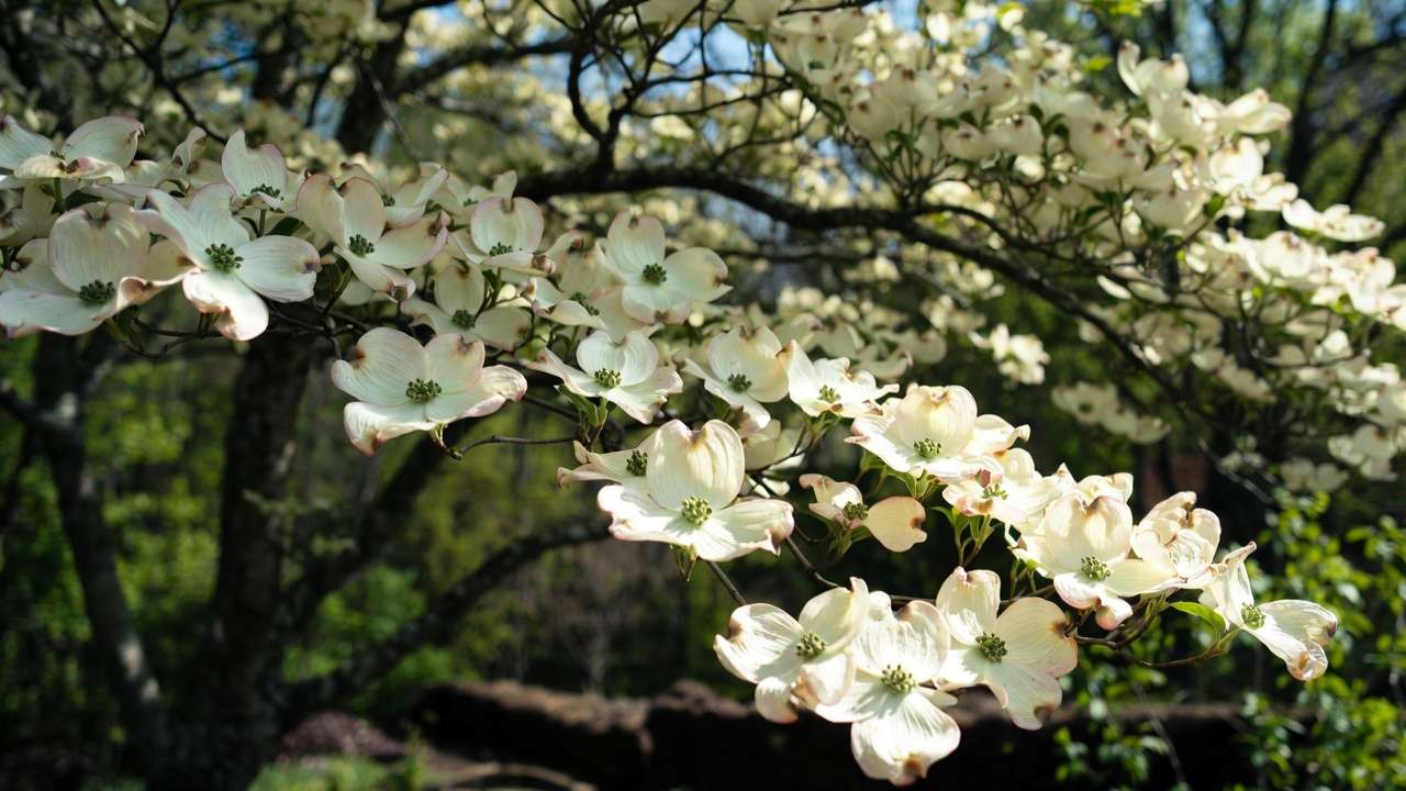 Kousa dogwood tree displaying elegant white-pink bracts in a small garden landscape