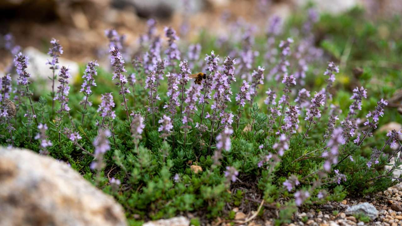 Creeping thyme ground cover with purple flowers blooming in a sunny xeriscape, ideal drought-tolerant lawn alternative
