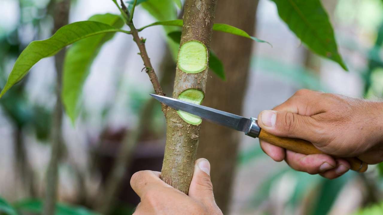 Close-up of cambium layer exposure during mango tree grafting process for beginners