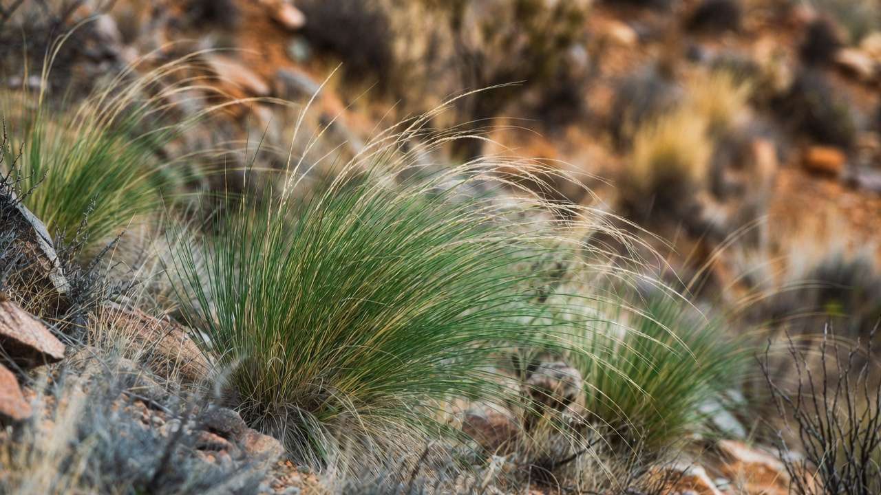 Deer Grass arching fountain shape thriving on a dry slope in arid conditions
