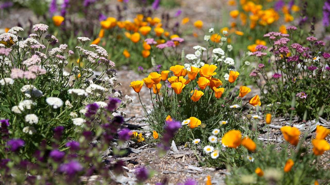 California poppies, yarrow, and coyote mint thriving as low-water native groundcovers