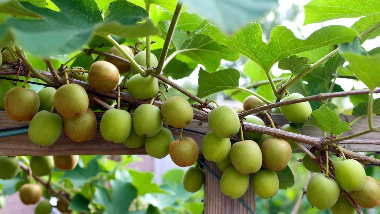 Clusters of ripe smooth hardy kiwi fruits on vine in backyard orchard