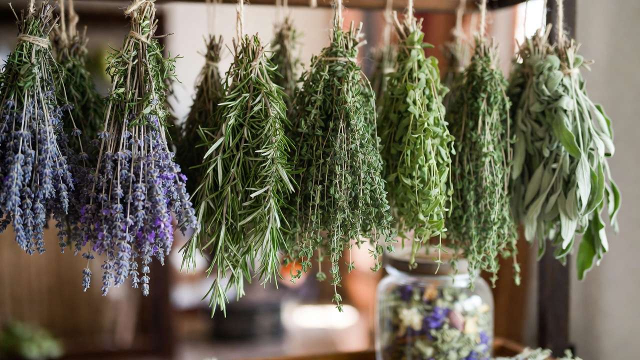 Drying bundles of homegrown lavender rosemary thyme herbs indoors for potpourri teas and natural aromatherapy uses.