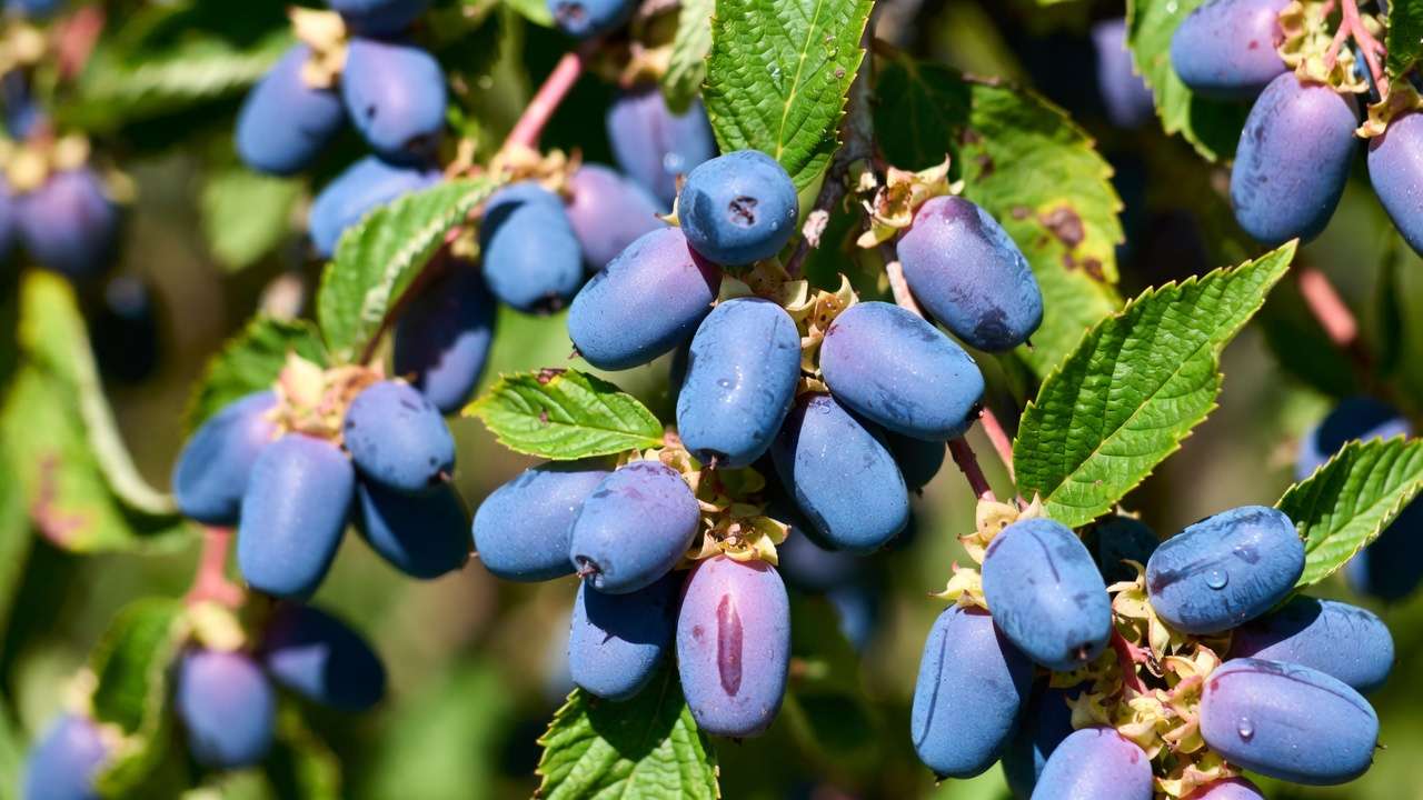 Fresh ripe honeyberry haskap fruits on shrub branch with morning dew