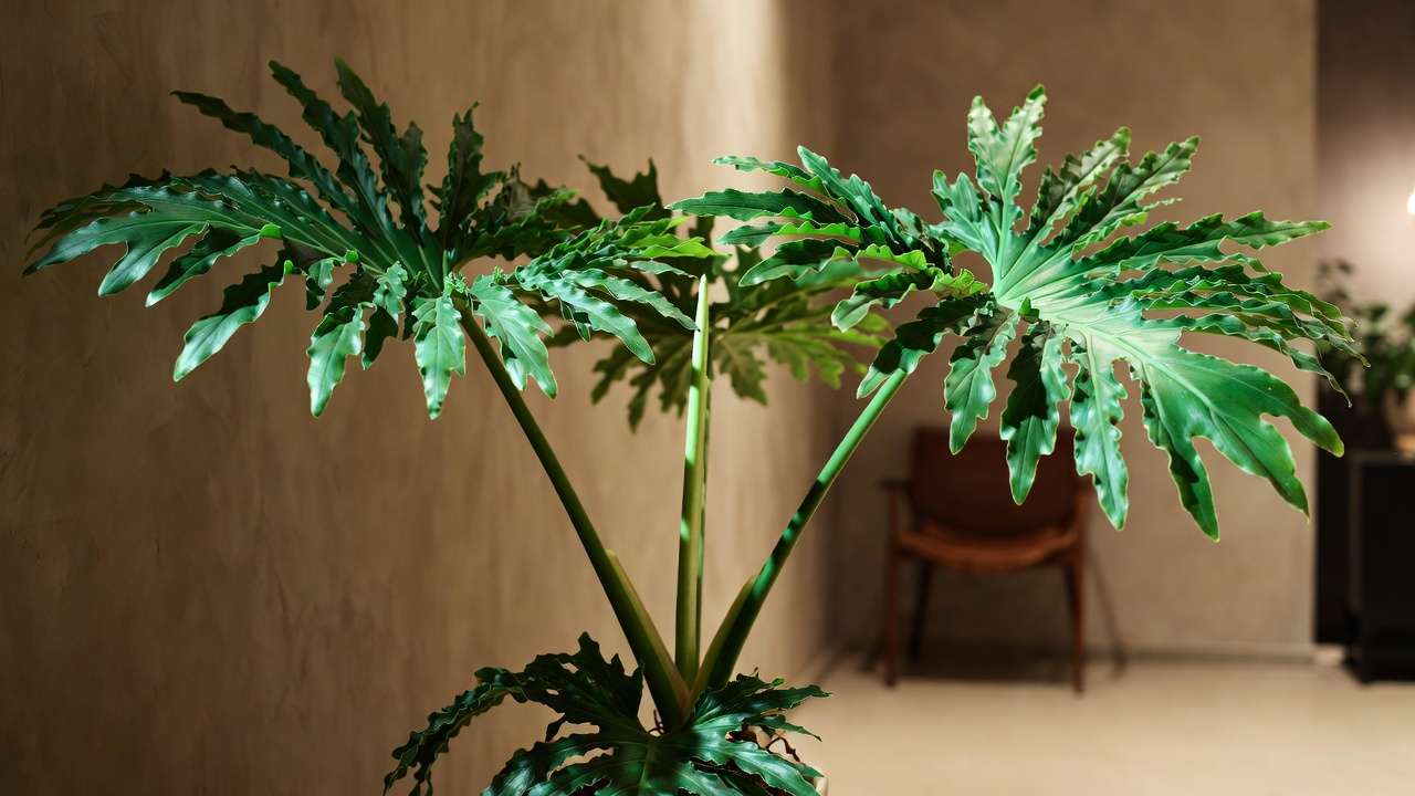 Large Selloum philodendron in living room setting demonstrating realistic air purification benefits in everyday homes.