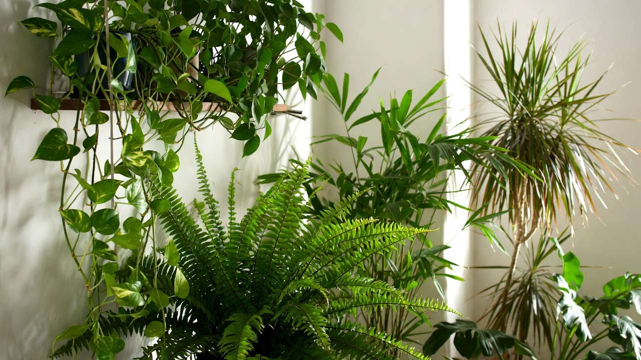 Clustered air-purifying houseplants like pothos, Boston fern, and bamboo palm arranged in home corner to maximize formaldehyde removal