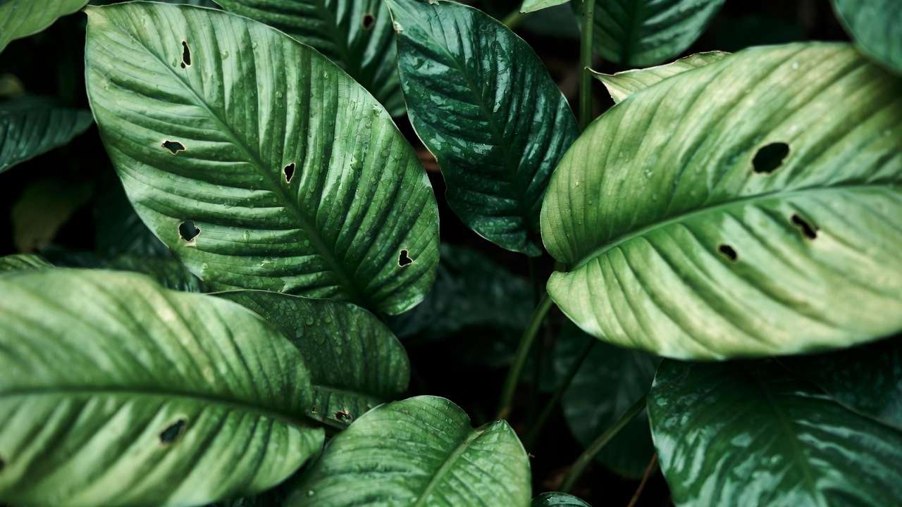 Close-up of peace lily leaves highlighting stomata for natural toxin absorption and phytoremediation process