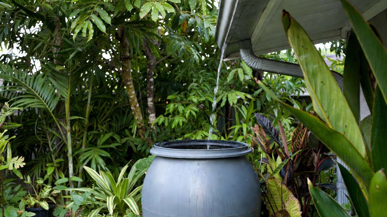 Rainwater barrel collecting roof runoff in a green garden with trees