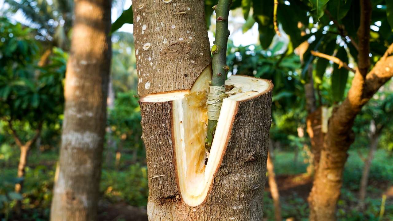 Modified cleft grafting on mango tree in subtropical climate during growth flush