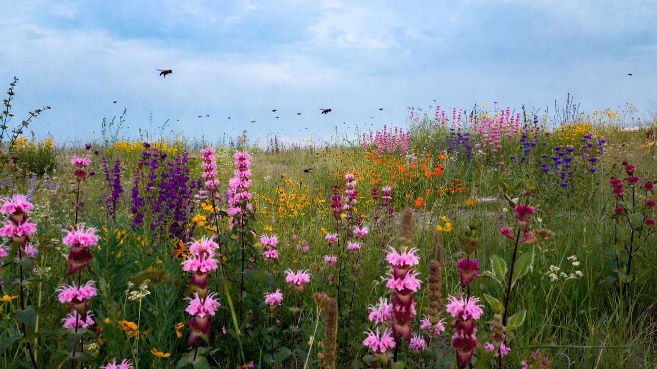 Established drought-tolerant native wildflower meadow in full bloom, perfect example of xeriscape landscape design with low maintenance.