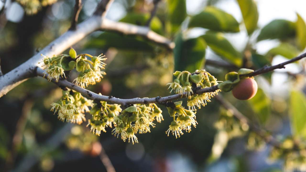 Persimmon male flower clusters vs solitary female flower for sex identification