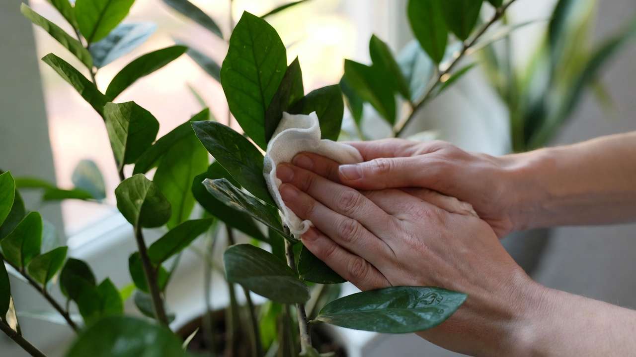 Hands dusting smooth leaves of an allergy-friendly houseplant to reduce allergens and maintain cleaner indoor air.