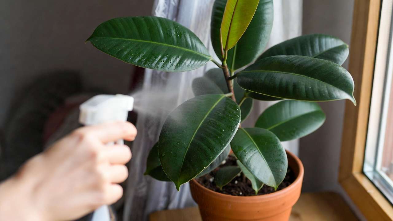 Misting rubber plant leaves for proper indoor humidity and care