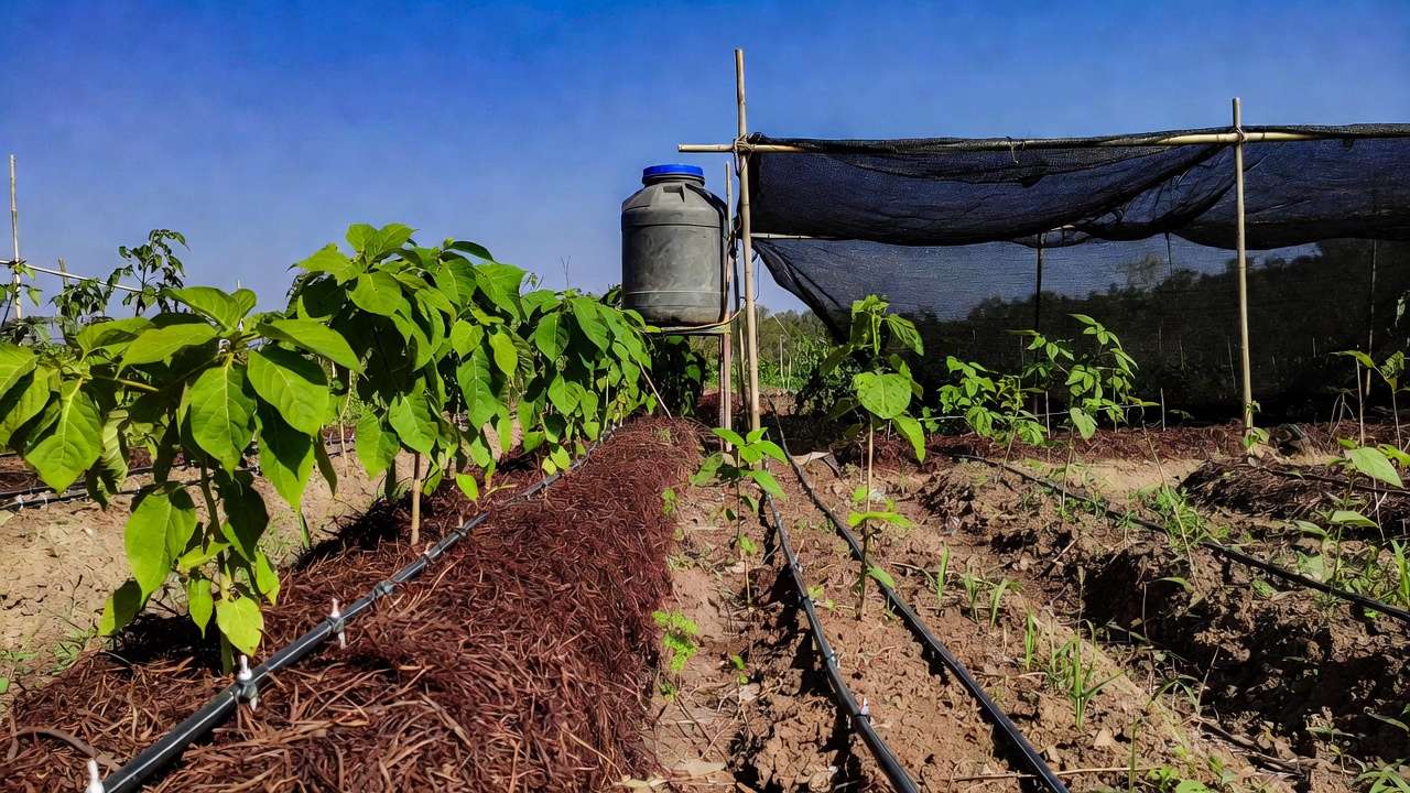 Drip irrigation and mulching system for dry season success in Bangladesh tropical gardening