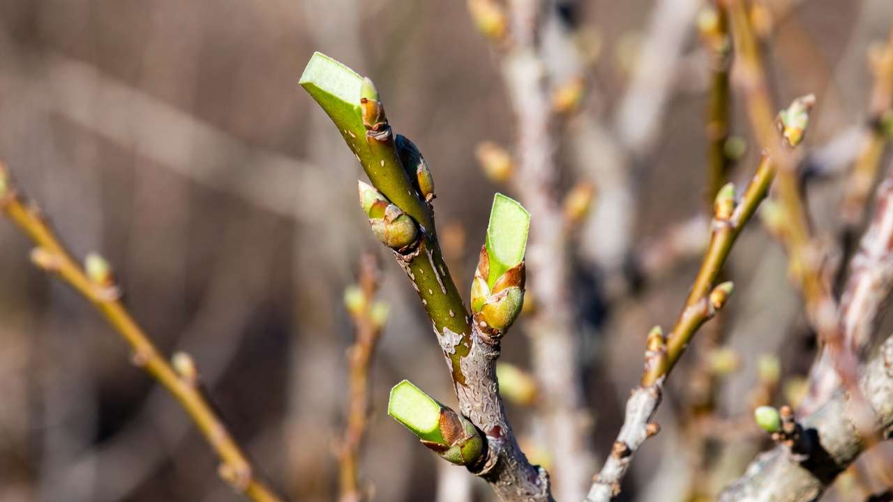 Close-up of high-quality one-year-old scion wood with dormant buds and clean cuts for grafting