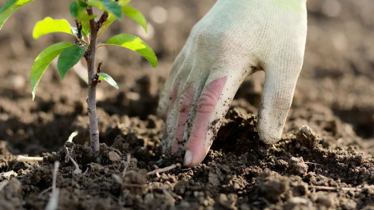 Gardener checking soil moisture with finger test near young fruit tree to determine watering needs