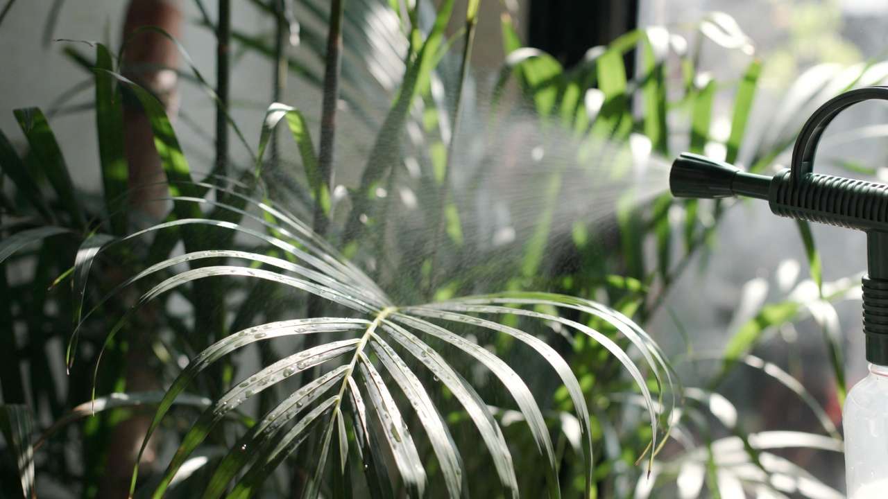 Misting bamboo palm fronds to increase indoor humidity for better air quality and plant health