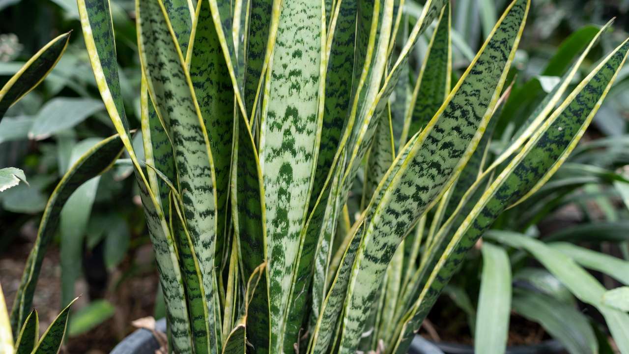 Snake plant Dracaena trifasciata with variegated leaves thriving as low-water tropical foliage in humid heat