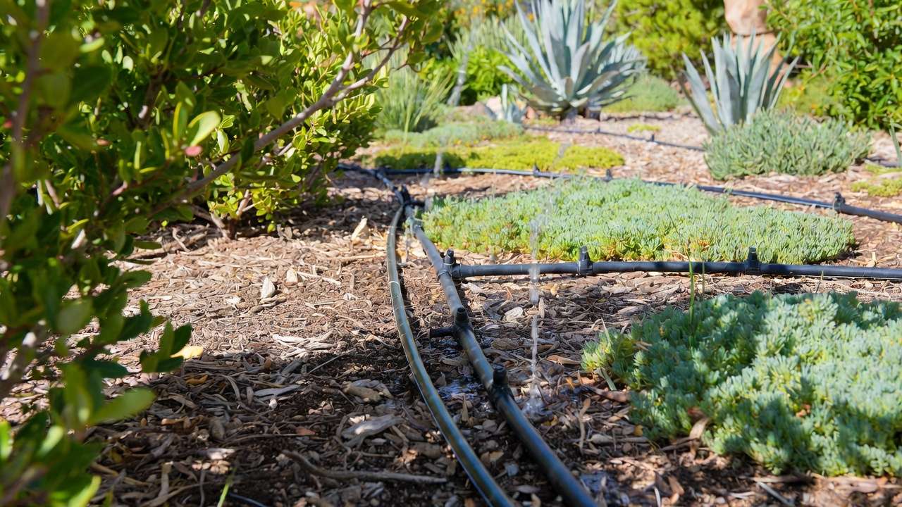 Drip irrigation installed in xeriscape yard with mulch and drought-tolerant plants for water-efficient landscaping