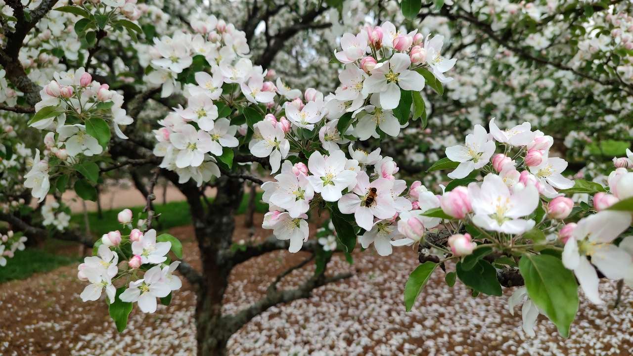 Crabapple tree in full spring bloom as universal pollinizer for apple varieties ensuring reliable pollination overlap
