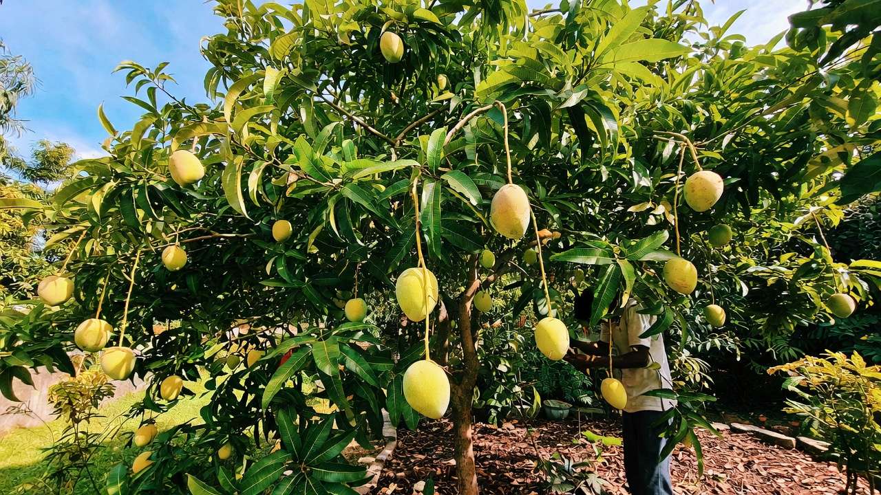 Mango tree care pruning in tropical garden for high-quality homegrown fruit fermentation brewing