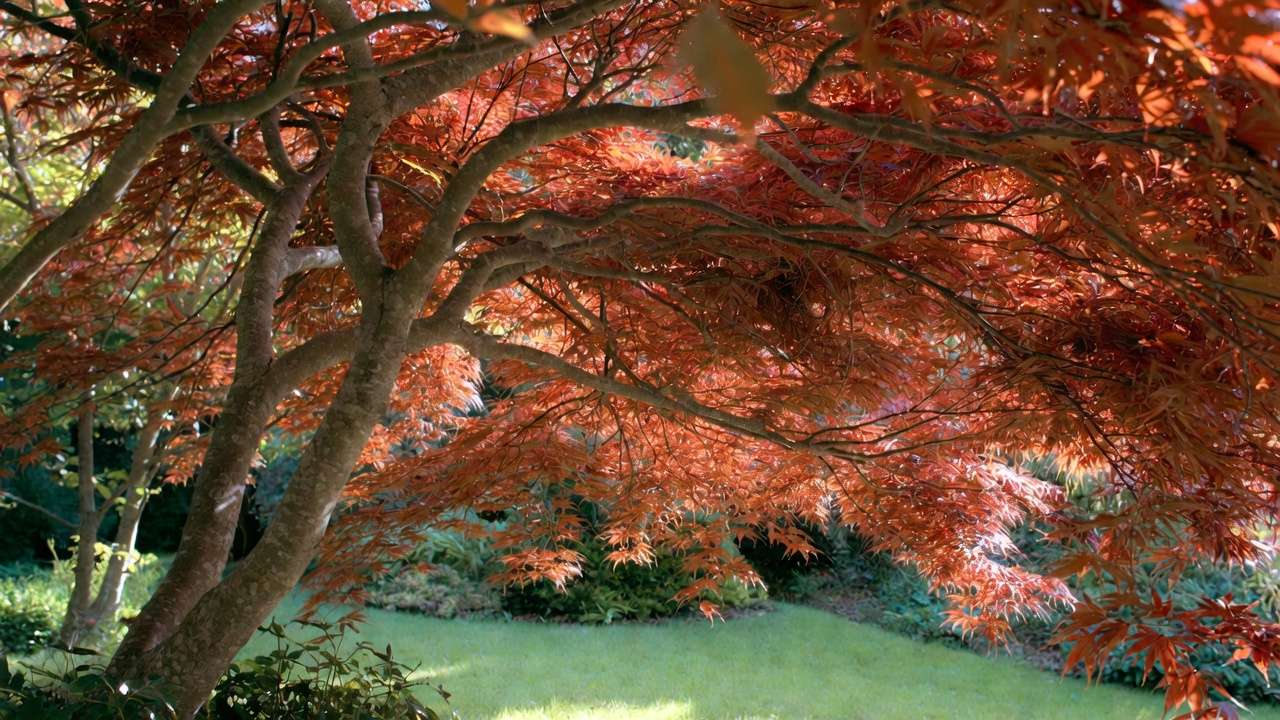 Compact Japanese maple tree with stunning red autumn foliage in a small garden setting