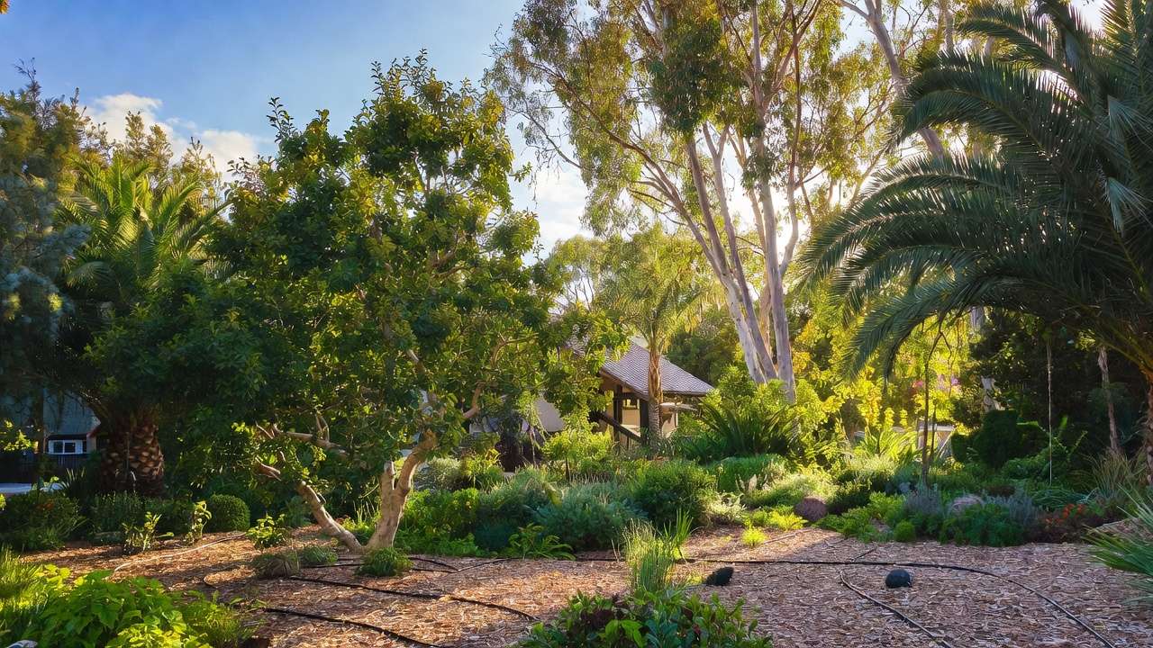 Lush sustainable residential landscape with thriving trees nourished by greywater irrigation system
