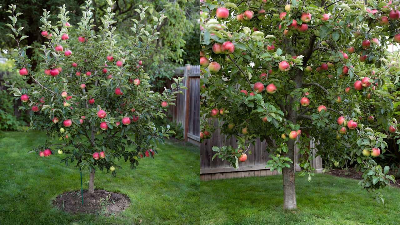Side-by-side comparison of dwarf and standard apple trees showing size difference in a home garden