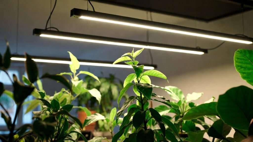 LED lighting for mood and plant growth