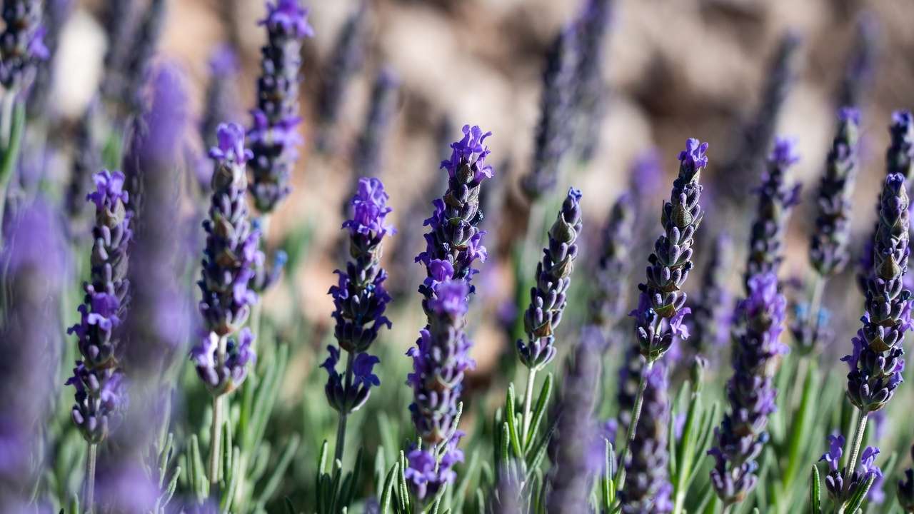 Beautiful blooming lavender shrub with purple flowers and silvery leaves in a low-water Mediterranean garden.