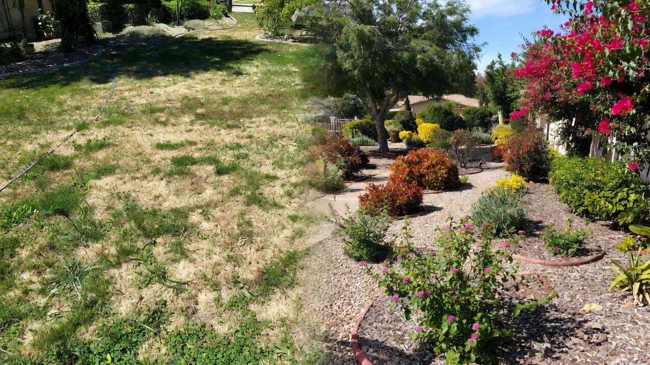 Before and after xeriscape garden: from traditional lawn to low-water landscape with plants and mulch.