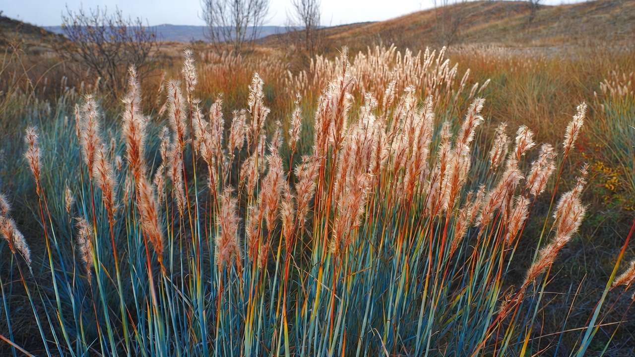 Little Bluestem grass showing copper-red fall colors in a drought-tolerant prairie landscape