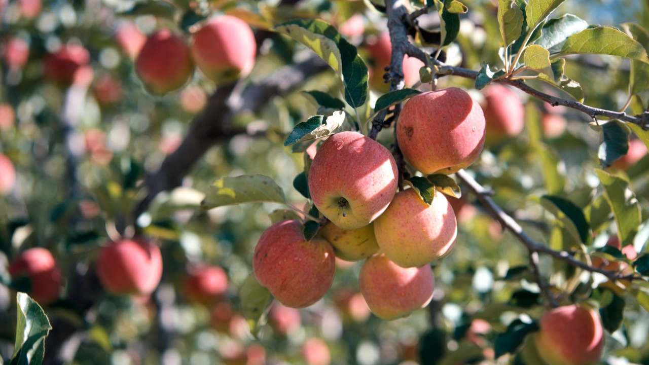 Low-chill apple varieties like Dorsett Golden ripening on tree in hot climate