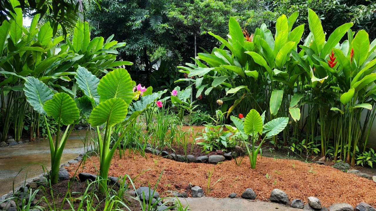 Mature low-maintenance rain garden with lush tropical plants and mulch in Bangladesh climate