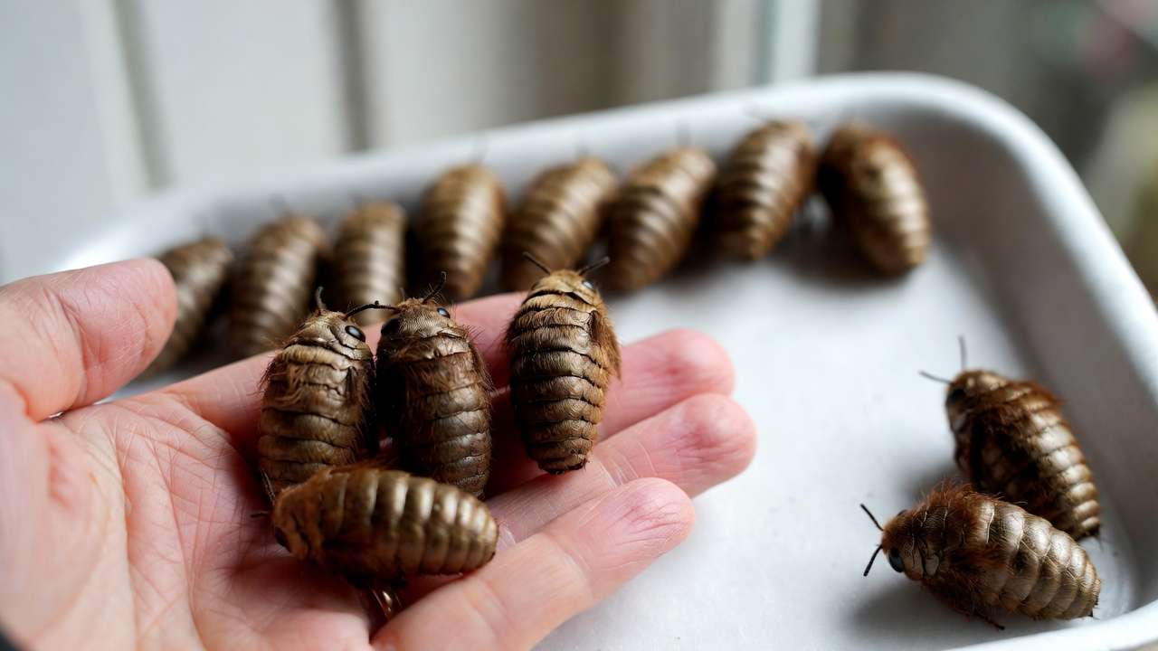 Harvested healthy mason bee cocoons ready for overwintering