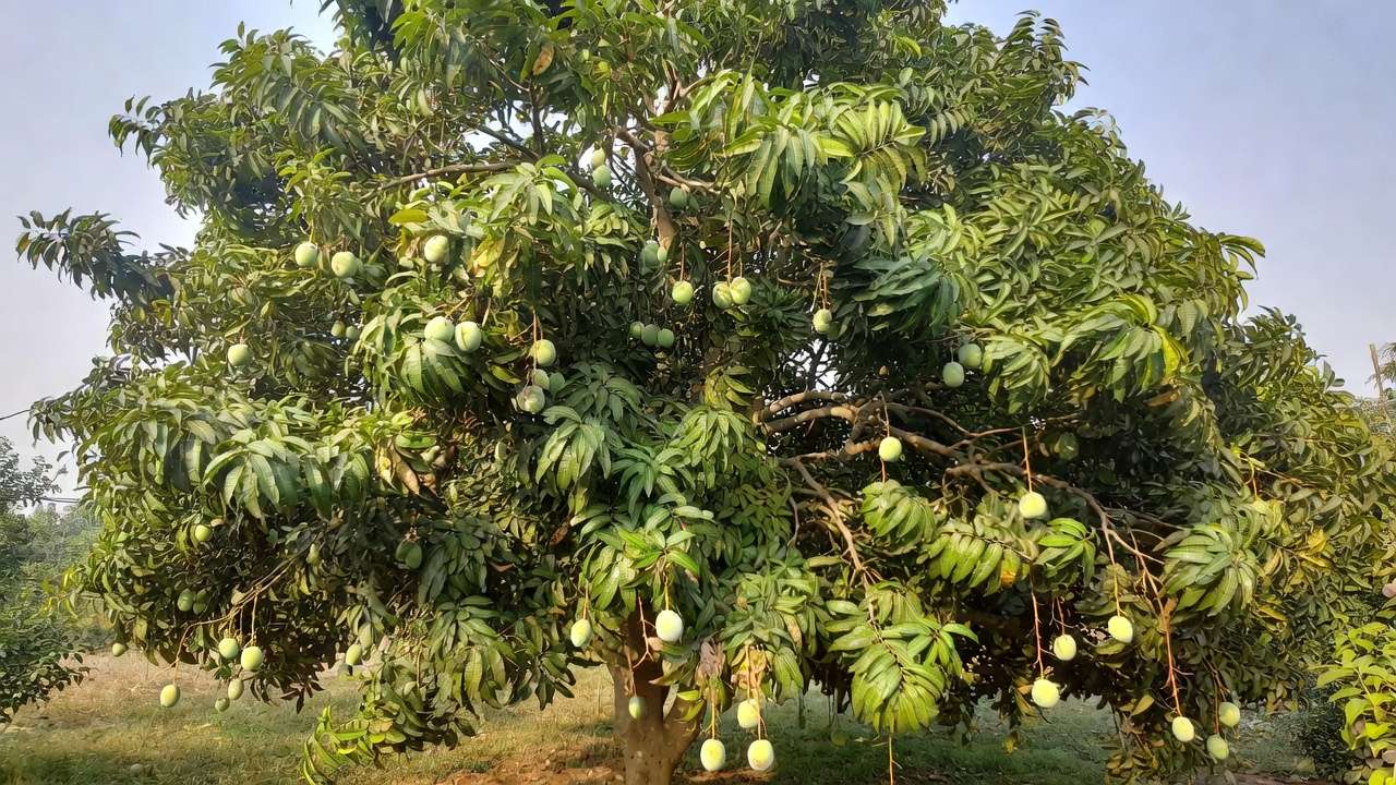 Mature mango tree with dense foliage and fruits offering deep shade in a drought-tolerant tropical yard