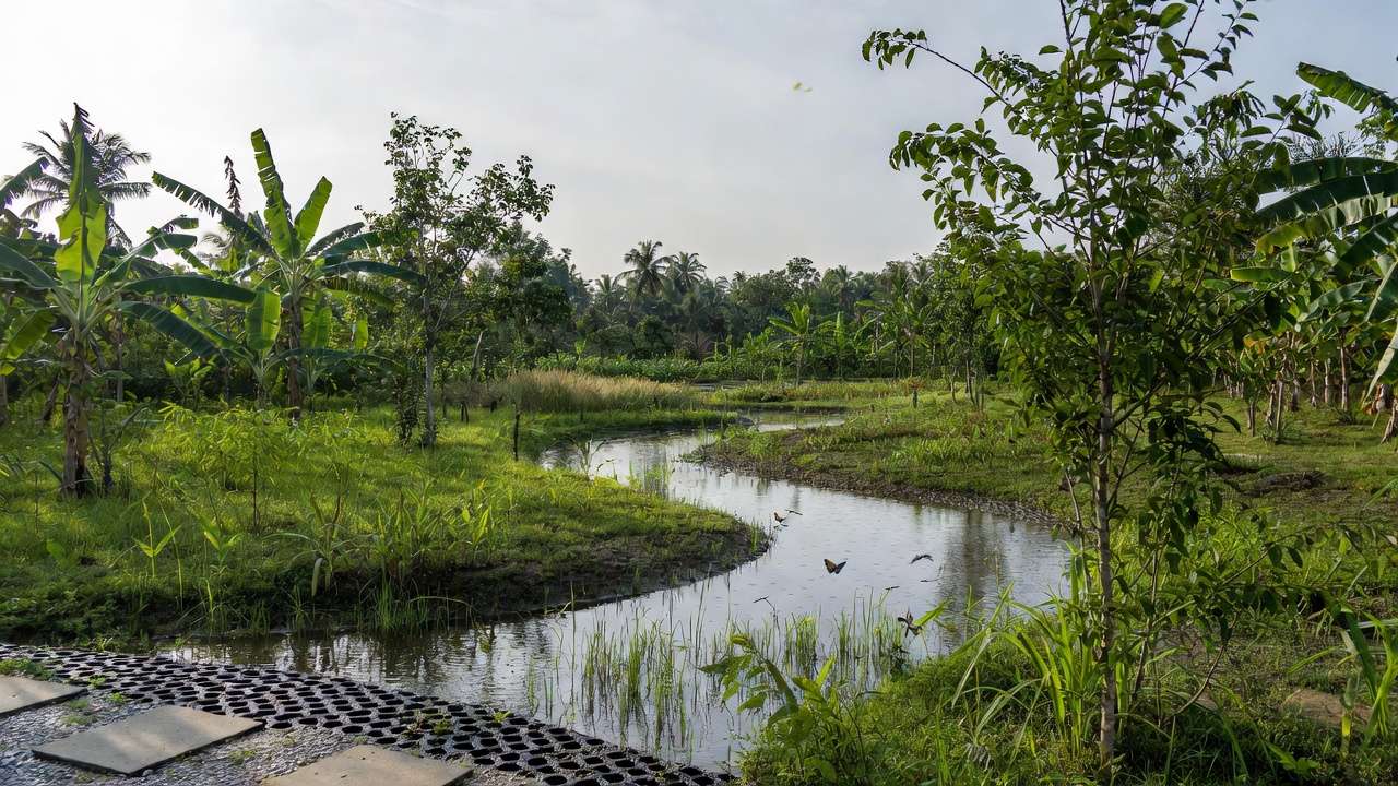 Tropical rain garden swale capturing rainwater with native plants permeable path in eco-friendly water conservation landscape