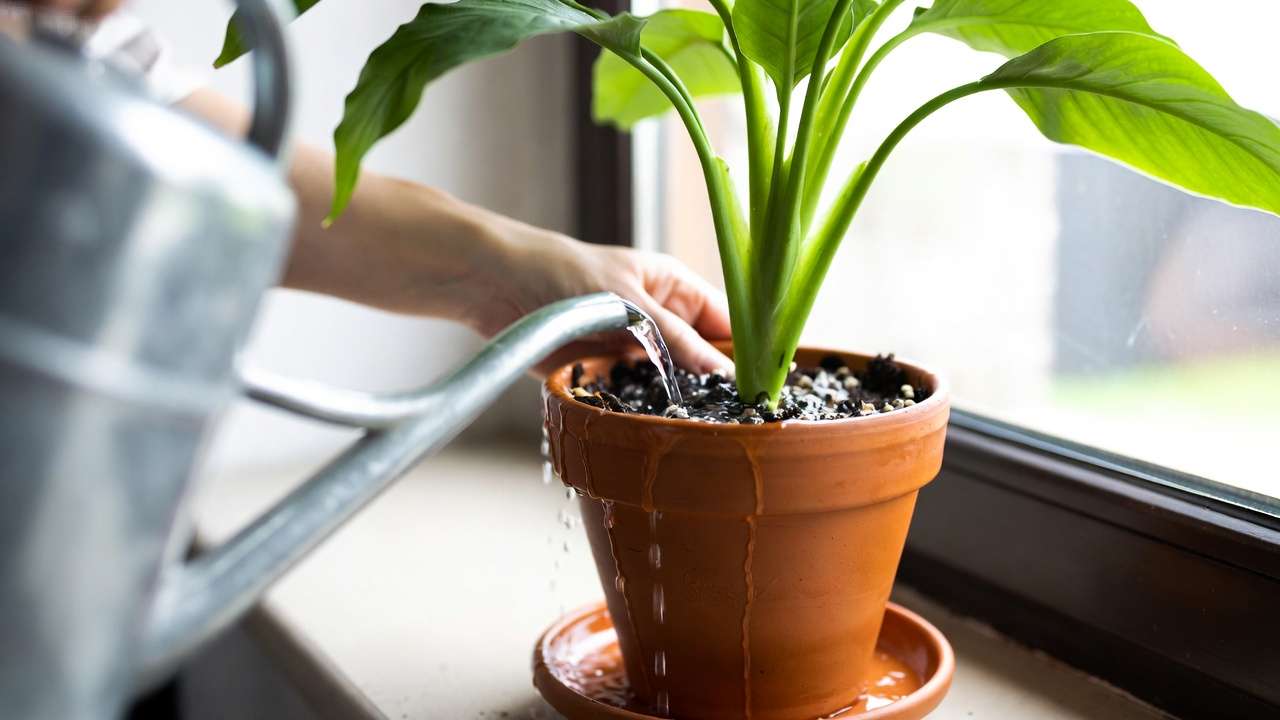 Proper watering technique for potted plant at soil level with excess water draining through holes to avoid root rot
