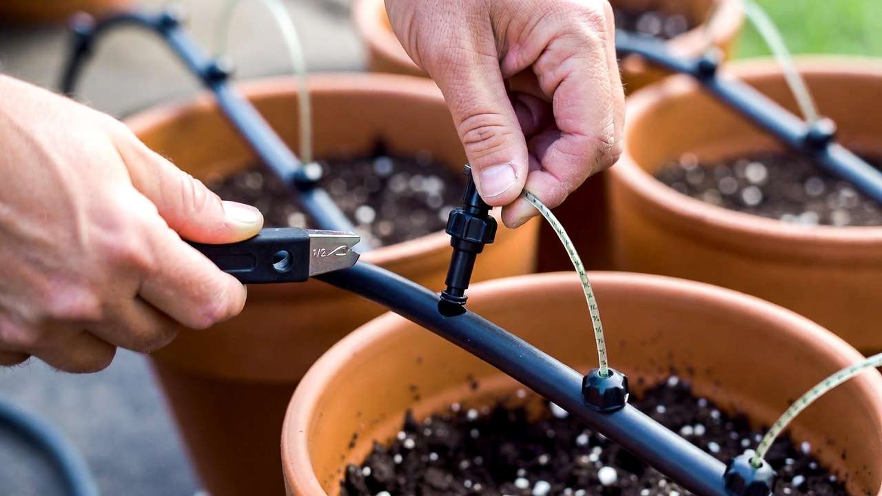 Multiple drip emitters delivering water evenly to a container plant root zone