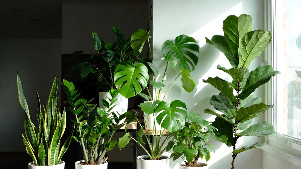 Houseplants grouped by low medium and high indoor light requirements including snake plant monstera and fiddle leaf fig