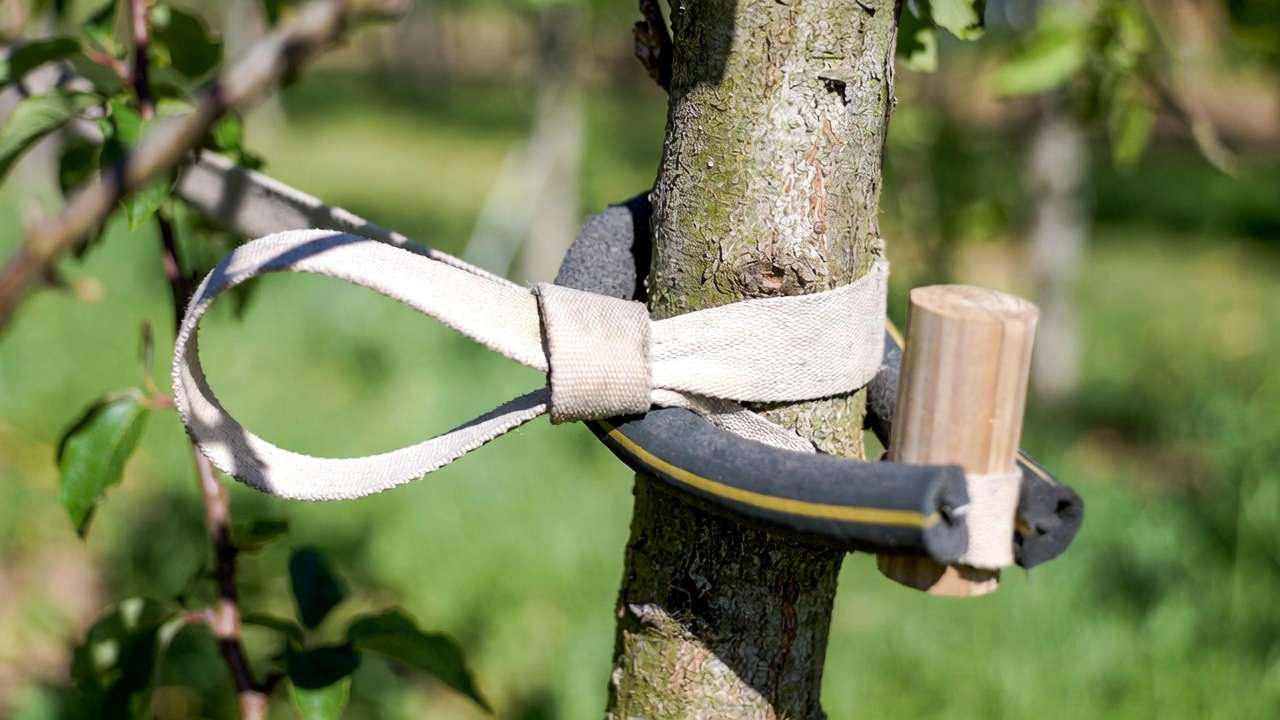Close-up of flexible wide strap in figure-8 tie securing young fruit tree to stake without damaging bark.
