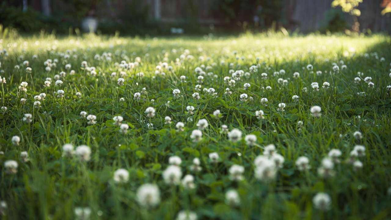 Lush microclover lawn alternative with tiny white flowers, low-maintenance and drought-tolerant