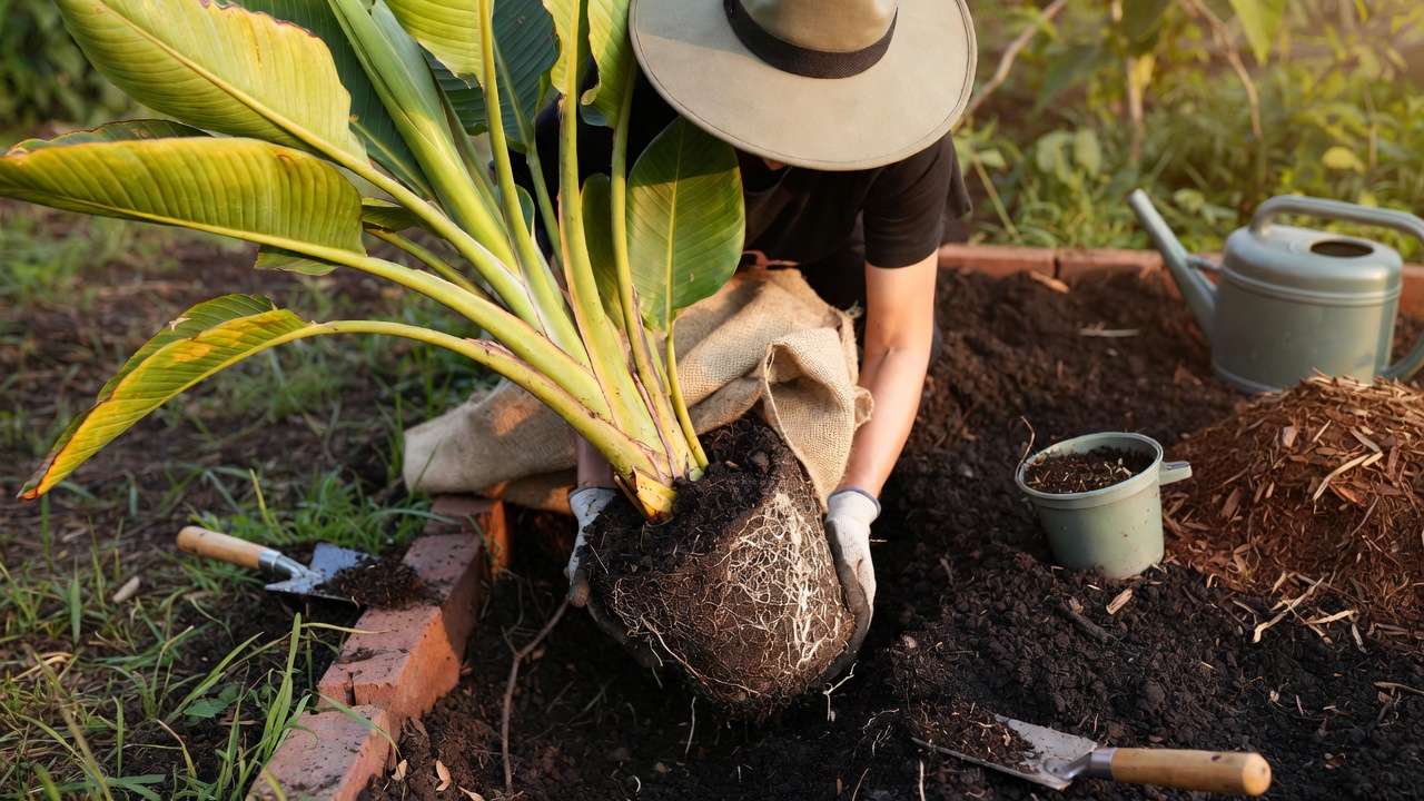 Gardener safely transplanting a plant while grouping by water needs in hydrozoning