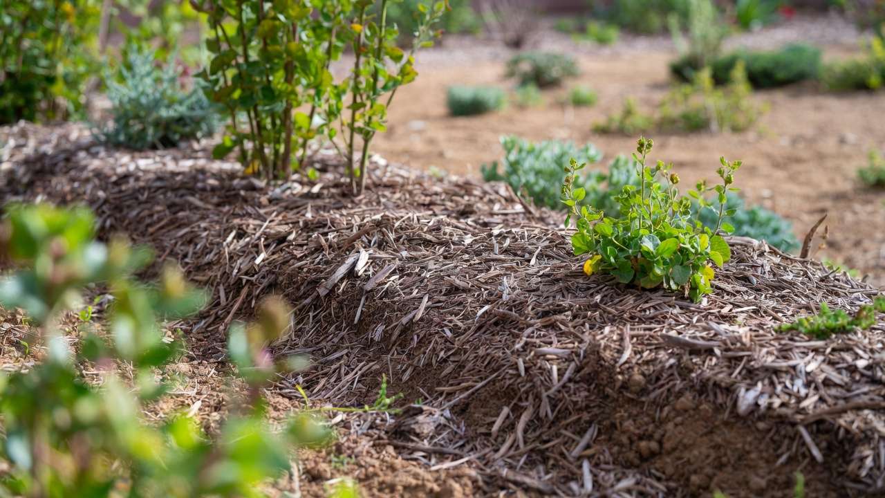 Thick organic mulch layer in xeriscape garden suppressing weeds and retaining moisture