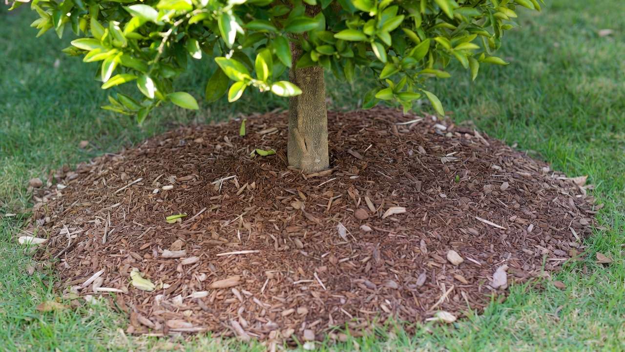 Properly mulched citrus tree base with organic wood chips for moisture retention