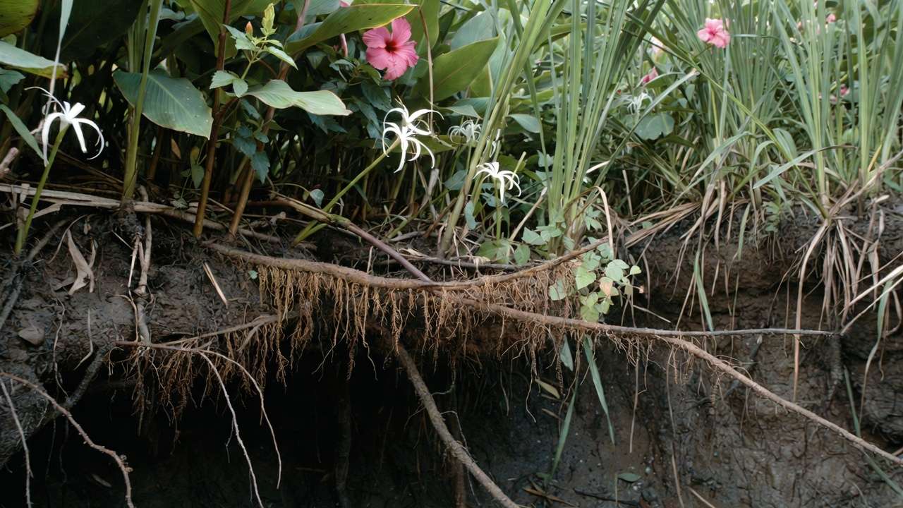 Close-up of native plants and deep roots in bioswale for improved drainage, vetiver grass and tropical flowers