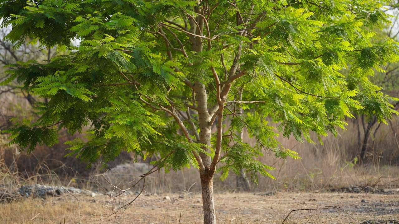 Resilient neem tree with dense foliage thriving in low-water conditions in Khulna region