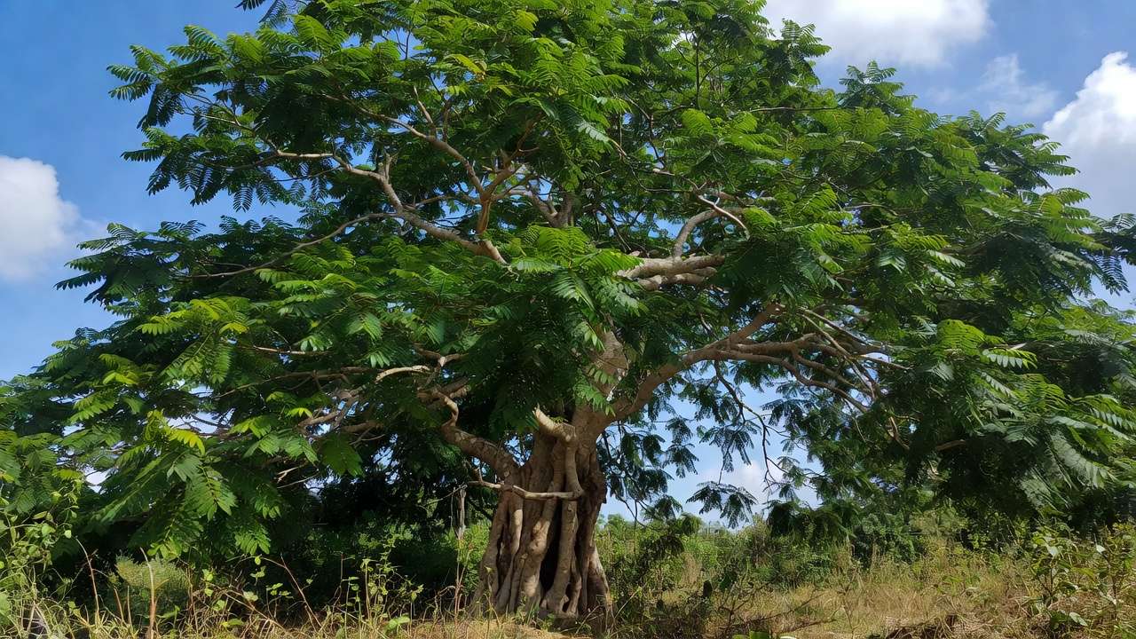 Lush neem tree providing dappled shade in a tropical low-water yard in Khulna, Bangladesh