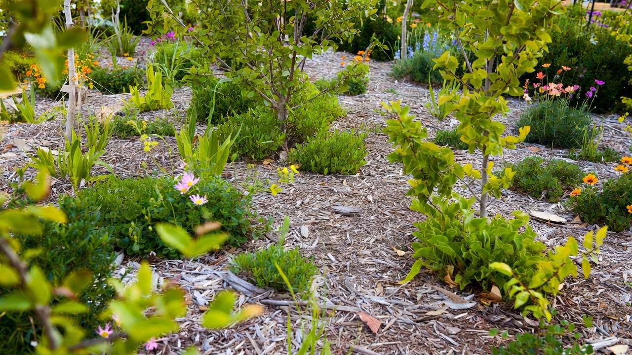 Organic wood chip mulch in xeric garden supporting healthy shrubs and perennials with natural moisture retention