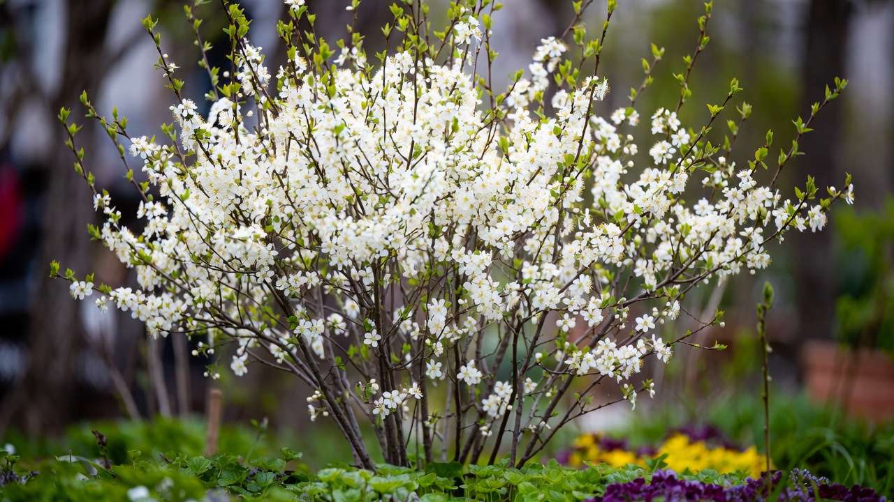 Serviceberry tree blooming beautifully in a small functional and aesthetic yard